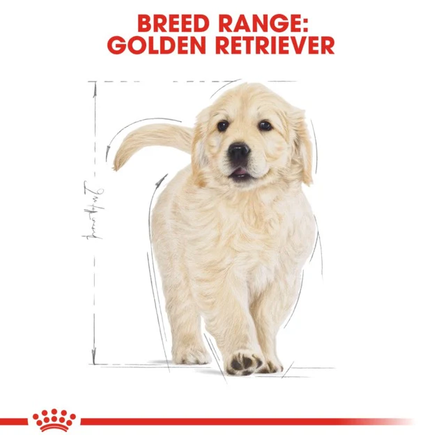 GoldenRetrieverPuppy-6Medium